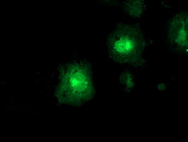 m05118 1 anti fdft1 mouse monoclonal antibody clone id oti1h9 if testing 10