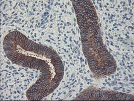 m05118 1 anti fdft1 mouse monoclonal antibody clone id oti1h9 ihc testing 6