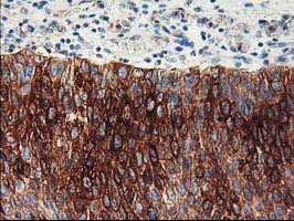 m05118 1 anti fdft1 mouse monoclonal antibody clone id oti1h9 ihc testing 7
