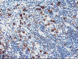 m05118 1 anti fdft1 mouse monoclonal antibody clone id oti1h9 ihc testing 8