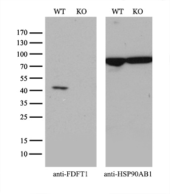 m05118 1 anti fdft1 mouse monoclonal antibody clone id oti1h9 wb testing 3