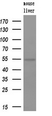 Western blot analysis of extracts (10ug) from a mouse tissues by using anti-FDFT1 monoclonal antibody (1:200)