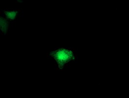 m05118 2 anti fdft1 mouse monoclonal antibody clone id oti2f10 if testing 13