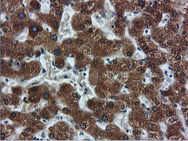 m05118 2 anti fdft1 mouse monoclonal antibody clone id oti2f10 ihc testing 12
