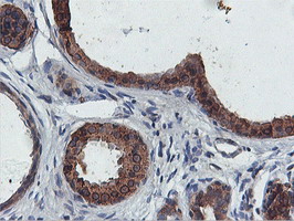m05118 2 anti fdft1 mouse monoclonal antibody clone id oti2f10 ihc testing 8
