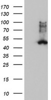 m05118 2 anti fdft1 mouse monoclonal antibody clone id oti2f10 wb testing 1