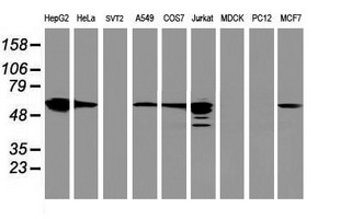 m05118 2 anti fdft1 mouse monoclonal antibody clone id oti2f10 wb testing 2