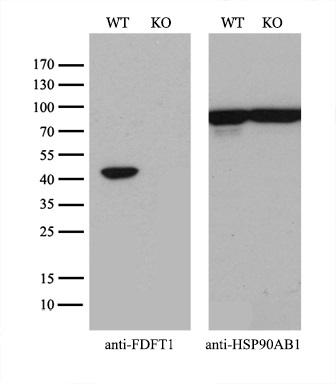 m05118 2 anti fdft1 mouse monoclonal antibody clone id oti2f10 wb testing 3