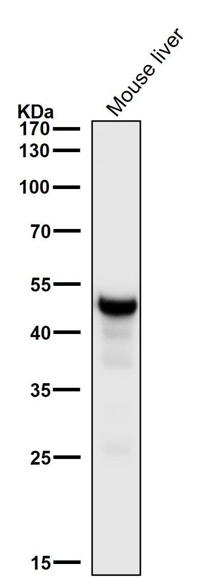 Western blot analysis of FDFT1 expression in (1) HepG2 cell lysate; (2) RAW264.7 cell lysate.