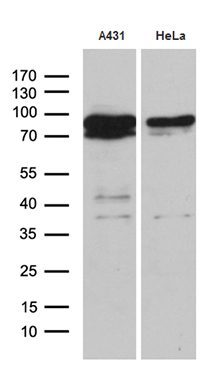 Western blot analysis of extracts (35ug) from 2 different cell lines by using anti-EEF1D monoclonal antibody (1:500)