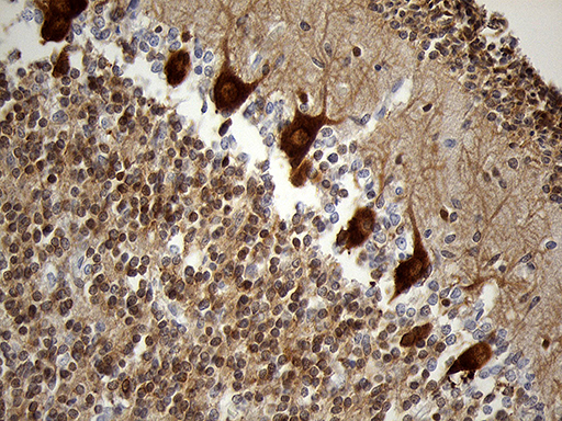 m05123 anti eef1d mouse monoclonal antibody clone id oti6b3 ihc testing 4