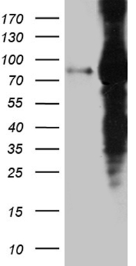 m05123 anti eef1d mouse monoclonal antibody clone id oti6b3 wb testing 1