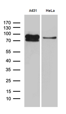 m05123 anti eef1d mouse monoclonal antibody clone id oti6b3 wb testing 2