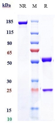 Anti-IL-20 Reference Antibody (fletikumab) on SDS-PAGE under reducing (R) condition