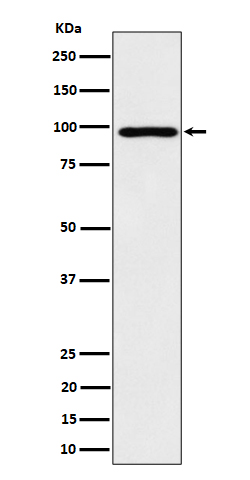 Western blot analysis of AKAP 95 expression in HepG2 cell lysate