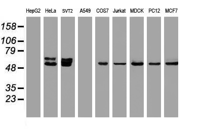 Western blot analysis of extracts (35ug) from 9 different cell lines by using anti-OXSR1 monoclonal antibody