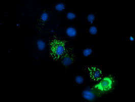 Anti-ENDOG mouse monoclonal antibody (M05147-1) immunofluorescent staining of COS7 cells transiently transfected by pCMV6-ENTRY ENDOG