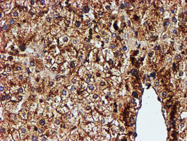 m05147 1 anti endo g endog mouse monoclonal antibody clone id oti5f1 ihc testing 10