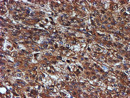 m05147 1 anti endo g endog mouse monoclonal antibody clone id oti5f1 ihc testing 11