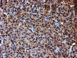 m05147 1 anti endo g endog mouse monoclonal antibody clone id oti5f1 ihc testing 2