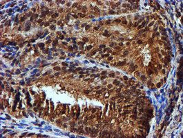 m05147 1 anti endo g endog mouse monoclonal antibody clone id oti5f1 ihc testing 3