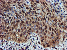 m05147 1 anti endo g endog mouse monoclonal antibody clone id oti5f1 ihc testing 4
