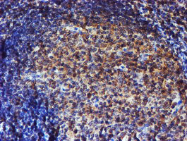 m05147 1 anti endo g endog mouse monoclonal antibody clone id oti5f1 ihc testing 5