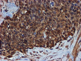 m05147 1 anti endo g endog mouse monoclonal antibody clone id oti5f1 ihc testing 6