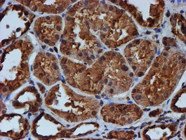 m05147 1 anti endo g endog mouse monoclonal antibody clone id oti5f1 ihc testing 8