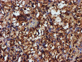 m05147 1 anti endo g endog mouse monoclonal antibody clone id oti5f1 ihc testing 9
