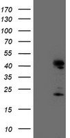 m05147 1 anti endo g endog mouse monoclonal antibody clone id oti5f1 wb testing 1