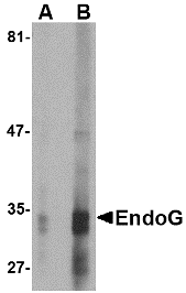 Western blot analysis of EndoG expression in HepG2 cell lysate with EndoG antibody at (A) 2