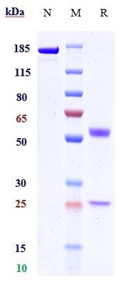 Anti-SIRPa/CD172a Reference Antibody (Hospital for Sick Children patent anti-SIRPA) on SDS-PAGE under reducing (R) condition