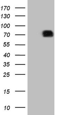 m05151 anti sirp alpha sirpa mouse monoclonal antibody clone id oti7b3 wb testing 1