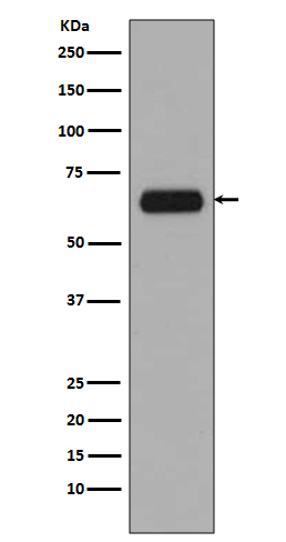 m05152 wb
