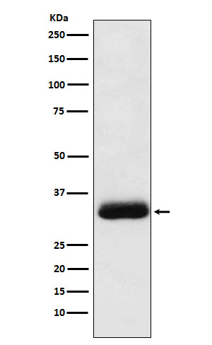 m05153 2 wb