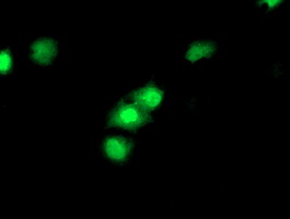 m05157 anti cdkn3 mouse monoclonal antibody clone id oti2e11 if testing 10