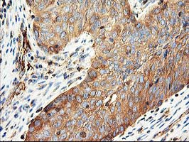 m05157 anti cdkn3 mouse monoclonal antibody clone id oti2e11 ihc testing 6