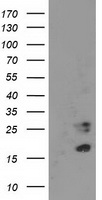 m05157 anti cdkn3 mouse monoclonal antibody clone id oti2e11 wb testing 1