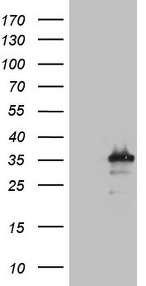 m05167 anti meox 2 meox2 mouse monoclonal antibody clone id oti4f6 wb testing 1