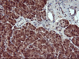 Immunohistochemical staining of paraffin-embedded Human pancreas tissue within the normal limits using anti-CSH1 mouse monoclonal antibody