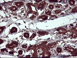 m05177 1 anti placental lactogen csh1 mouse monoclonal antibody clone id oti2g4 ihc testing 4