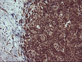 m05177 1 anti placental lactogen csh1 mouse monoclonal antibody clone id oti2g4 ihc testing 6