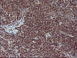 m05177 1 anti placental lactogen csh1 mouse monoclonal antibody clone id oti2g4 ihc testing 7