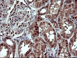 m05177 1 anti placental lactogen csh1 mouse monoclonal antibody clone id oti2g4 ihc testing 9