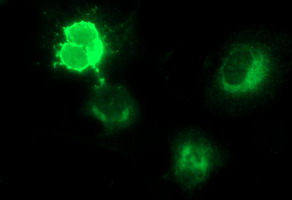 m05177 2 anti placental lactogen csh1 mouse monoclonal antibody clone id oti1c9 if testing 4