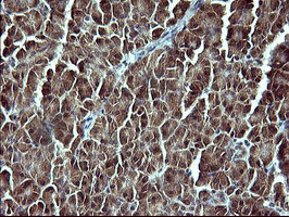 Immunohistochemical staining of paraffin-embedded Human pancreas tissue within the normal limits using anti-CSH1 mouse monoclonal antibody