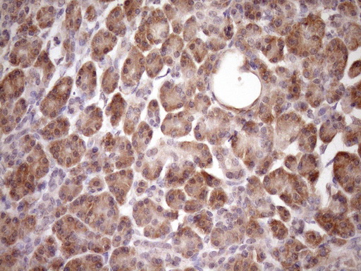 m05181 anti pin4 mouse monoclonal antibody clone id oti7h2 ihc testing 3