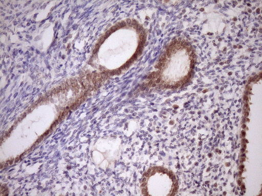 m05181 anti pin4 mouse monoclonal antibody clone id oti7h2 ihc testing 4