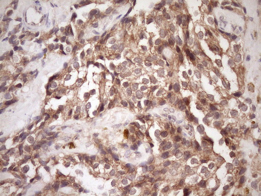m05181 anti pin4 mouse monoclonal antibody clone id oti7h2 ihc testing 6